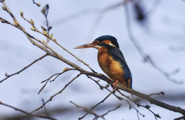 Обыкновенный Зимородок Alcedo Atthis Ветке Дерева — стоковое фото