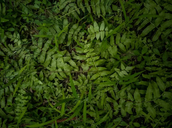Pohled Shora Zelené Listy Rostliny Cyrtomium — Stock fotografie