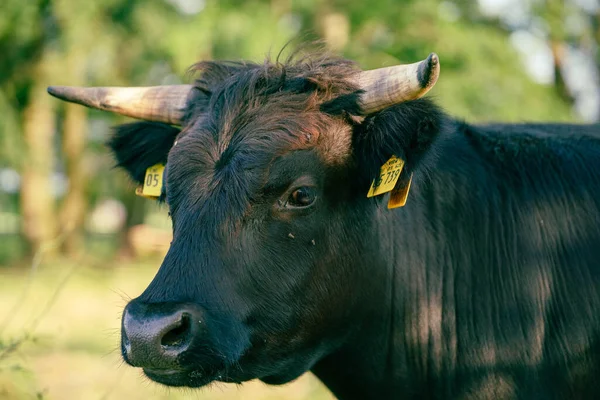 Primer Plano Una Vaca Negra Con Cuernos Sobre Fondo Borroso — Foto de Stock