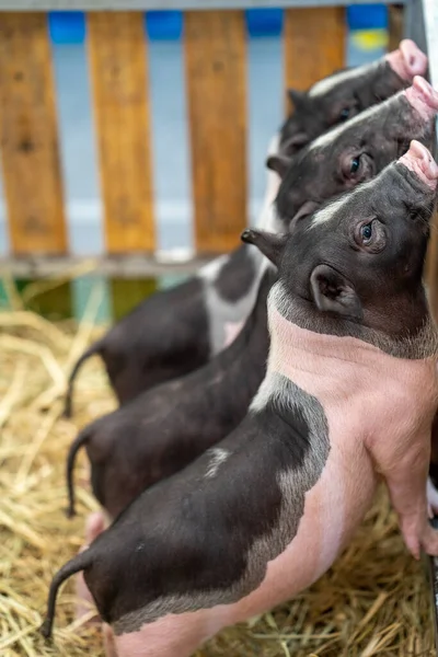 Colpo Verticale Tre Maiali Hampshire Piccoli Carini Nel Capanno — Foto Stock