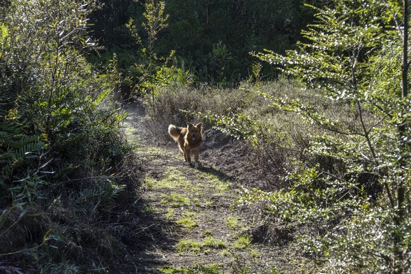 Ένα Αξιολάτρευτο Σκυλί Τρέχει Άγρια Ένα Δάσος Στην Παταγονία Της — Φωτογραφία Αρχείου