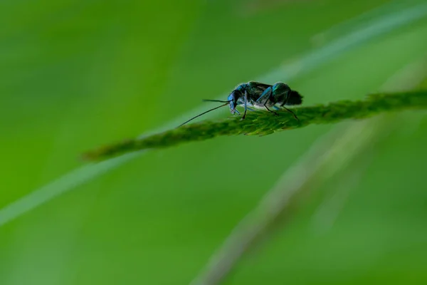 一张昆虫的特写照片 栖息在绿草上 背景模糊不清 — 图库照片