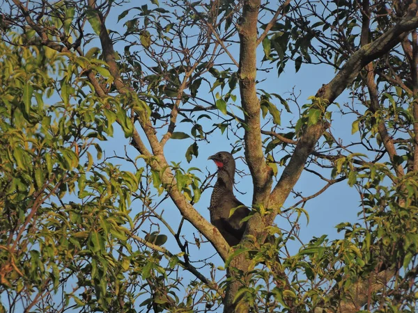 Ein Niedlicher Cauca Guan Vogel Thront Einem Sonnigen Tag Auf — Stockfoto