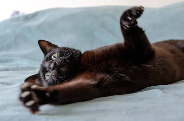 Крупный План Милой Черной Кошки Зелеными Глазами Играющей Кровати — стоковое фото