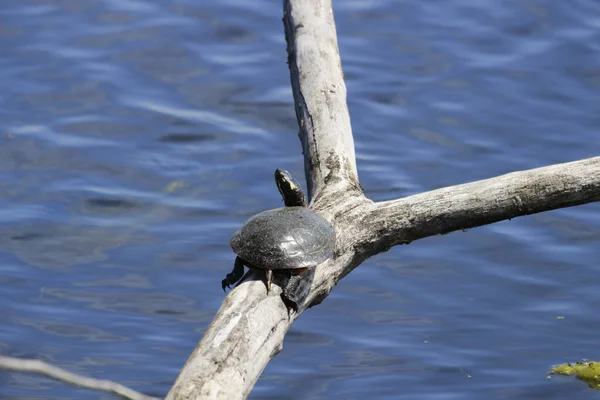 Een Close Shot Van Een Schildpad Bij Het Meer — Stockfoto