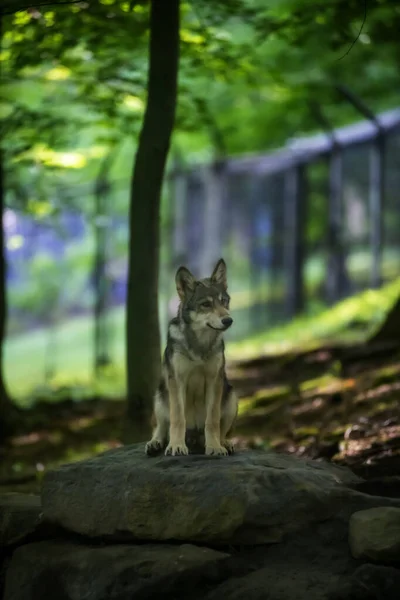 Молодой Волк Стоит Скале Лесу — стоковое фото