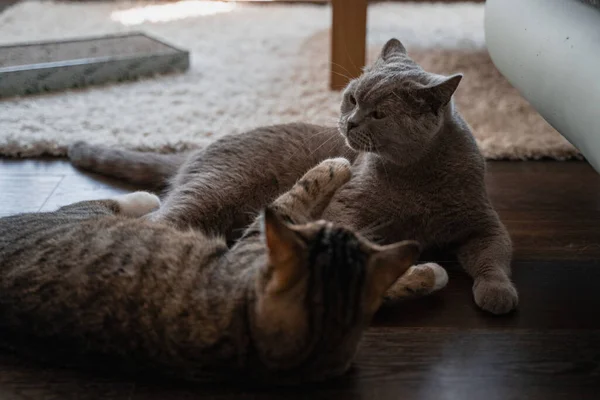 Μια Βρετανίδα Γάτα Και Μια Τιγρέ Ευρωπαϊκή Γάτα Παίζουν Μεταξύ — Φωτογραφία Αρχείου