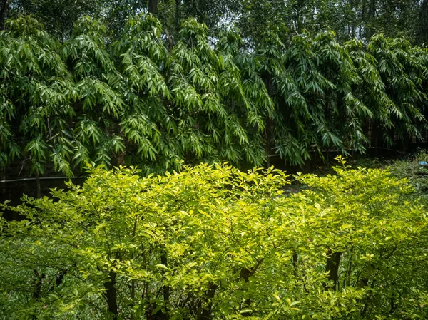 Kilátás Gyönyörű Aurea Évelő Növények Nappal — Stock Fotó