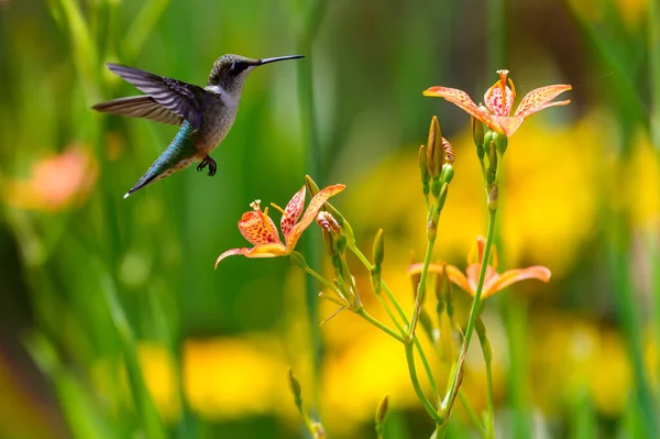 Malý Kolibřík Letící Poli — Stock fotografie