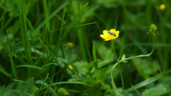 Selektywne Ujęcie Owada Żółtym Dzikim Kwiatku Łące — Zdjęcie stockowe