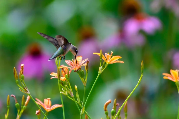 Een Kleine Kolibrie Vliegend Een Veld — Stockfoto