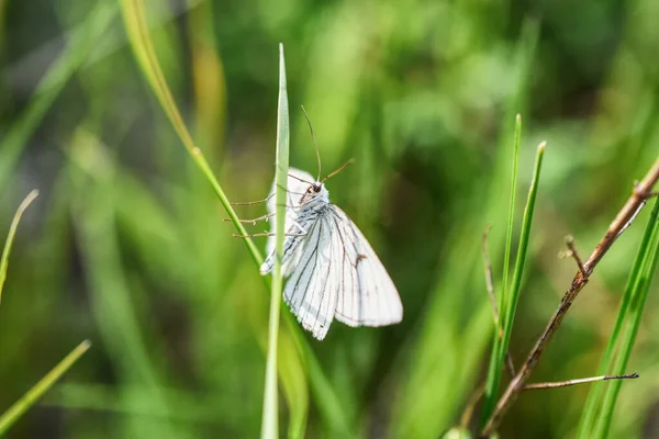 绿草上的山楂蝴蝶在模糊的背景下拍的宏观照片 — 图库照片