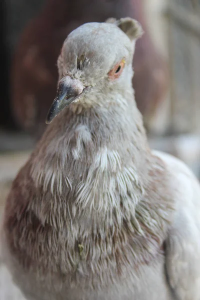 Focus Sélectif Une Colombe Grise Regardant Quelque Chose Sur Fond — Photo