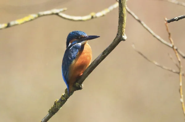 Tiro Perto Kingfisher Sentado Galho Árvore — Fotografia de Stock