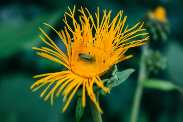 庭の黄色い花に小さな昆虫 — ストック写真