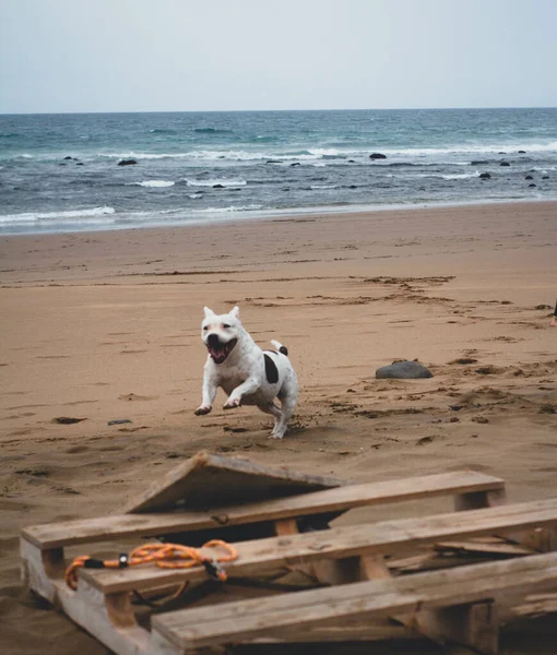 Nahaufnahme Eines Weißen Bullterriers Der Bei Tageslicht Strand Läuft — Stockfoto