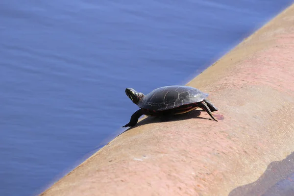 Een Close Shot Van Een Schildpad Bij Het Meer — Stockfoto