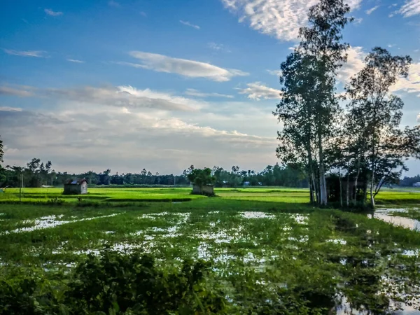 Een Schilderachtig Uitzicht Een Rijstveld Het Platteland Onder Een Bewolkte — Stockfoto