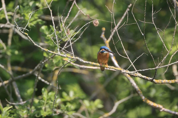 Gros Plan Martin Pêcheur Assis Sur Une Branche Arbre — Photo