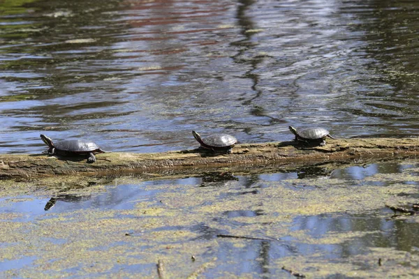 Een Close Shot Van Schildpadden Het Meer — Stockfoto