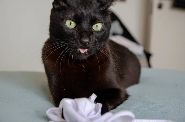 Close Gato Preto Bonito Com Olhos Verdes Jogando Uma Cama — Fotografia de Stock