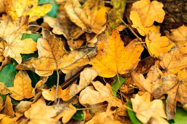 秋に地面に横に黄色の葉のクローズアップショット — ストック写真