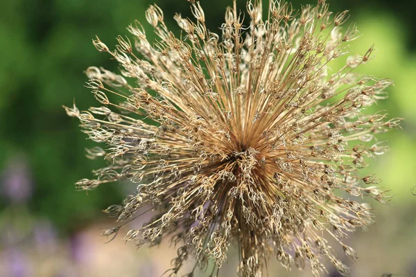 Tarladaki Kahverengi Süslemeli Soğan Çiçeğinin Yakın Çekimi — Stok fotoğraf