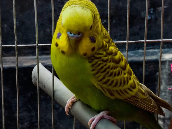 Selective Focus Parakeet Bird Perching Piece Wood Cage — Stock Photo, Image