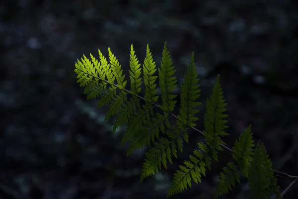 Výběrový Snímek Lesního Kapradiny — Stock fotografie