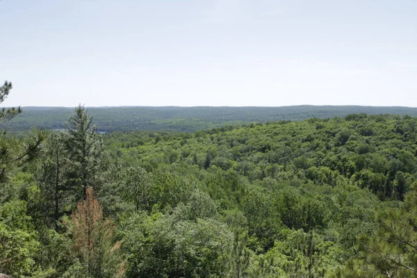 Gęste Zielone Lasy Pod Czystym Niebem Parku Prowincji Algonquin Kanada — Zdjęcie stockowe