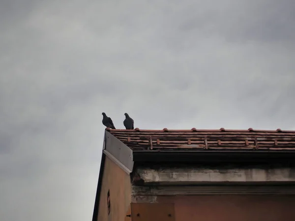 Kasvetli Bir Gökyüzünün Altındaki Eski Bir Binanın Çatısındaki Iki Güvercinin — Stok fotoğraf