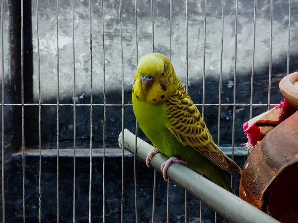 Ένας Όμορφος Παπαγάλος Παπαγάλος Στο Κελί Ζωολογικό Κήπο — Φωτογραφία Αρχείου