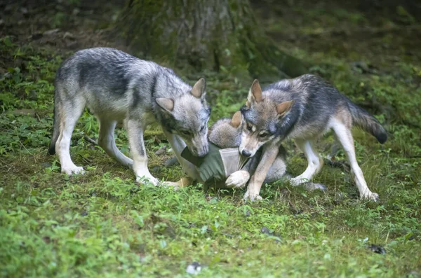 Trois Jeunes Loups Luttent Jouent Sur Herbe Verte — Photo