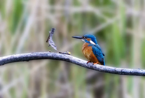 Kingfisher Comum Alcedo Atthis Galho Árvore Heilbronn Alemanha — Fotografia de Stock