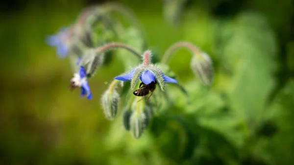 Primer Plano Pequeño Abejorro Polinizando Una Flor Púrpura — Foto de Stock