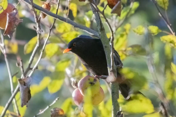 Foco Selectivo Pájaro Zorzal Negro Posado Una Rama Árbol Sobre — Foto de Stock