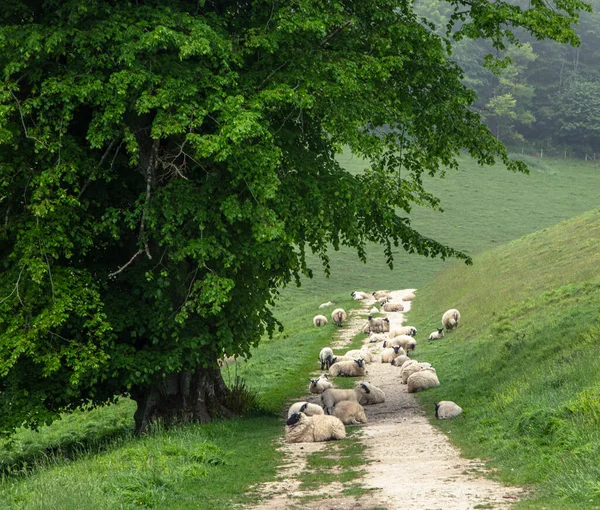 Eine Schafherde Die Einem Grünen Park Ruht — Stockfoto