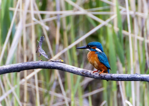 Reed Heilbronn Almanya Ortak Kingfisher Alcedo — Stok fotoğraf