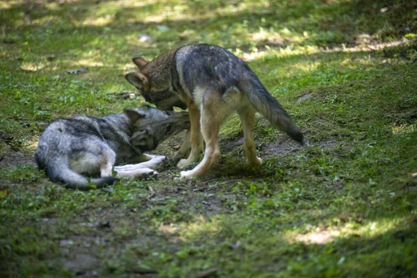 Deux Jeunes Loups Luttent Jouent Sur Herbe Verte — Photo