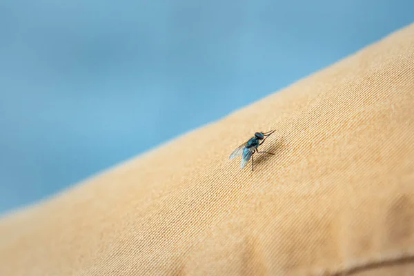 Eine Selektive Fokusaufnahme Einer Mücke Auf Einer Beigen Oberfläche — Stockfoto