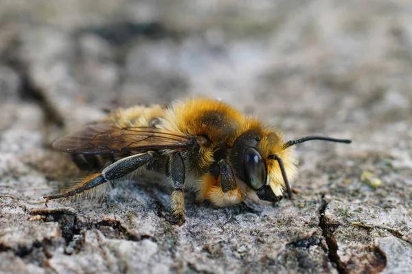 Ένα Κοντινό Πλάνο Του Αρσενικού Willinghby Φυλλοκόφτη Μέλισσα Megachile Willinghbiella — Φωτογραφία Αρχείου