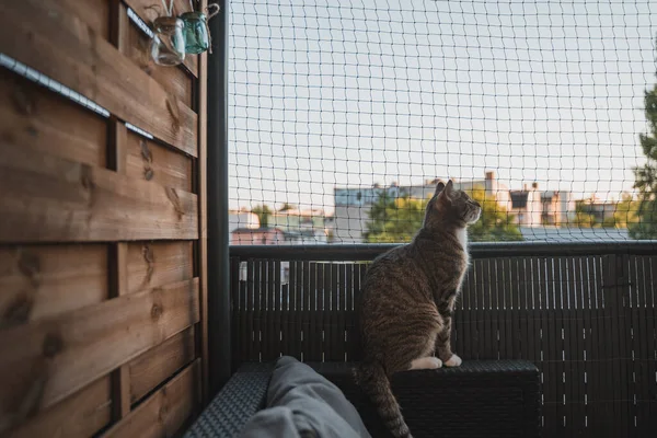 Eine Nahaufnahme Einer Flauschigen Katze Schaut Aus Dem Fenster — Stockfoto