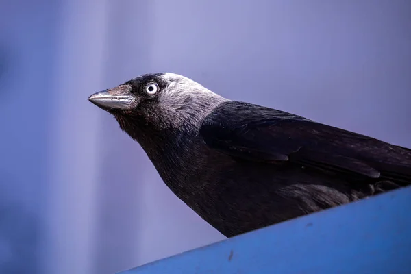 Zbliżenie Ujęcia Ptaka Jackdaw Rozmytym Tle — Zdjęcie stockowe