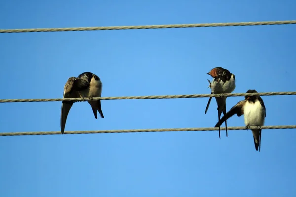 一群燕子坐在铁丝网上 — 图库照片