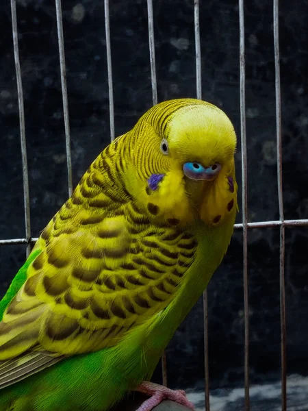 Portrait Beautiful Budgerigar Parrot Cell Zoo — Stock Photo, Image