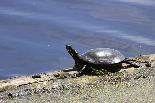 Zbliżenie Żółwia Nad Jeziorem — Zdjęcie stockowe
