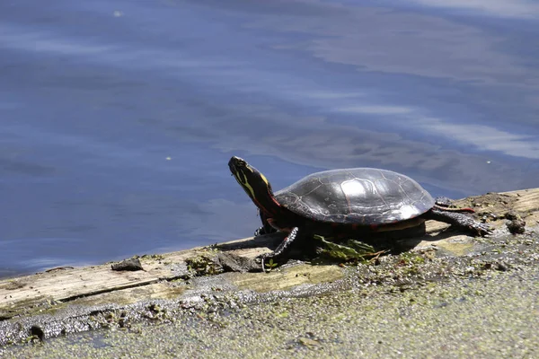 Een Close Shot Van Een Schildpad Bij Het Meer — Stockfoto