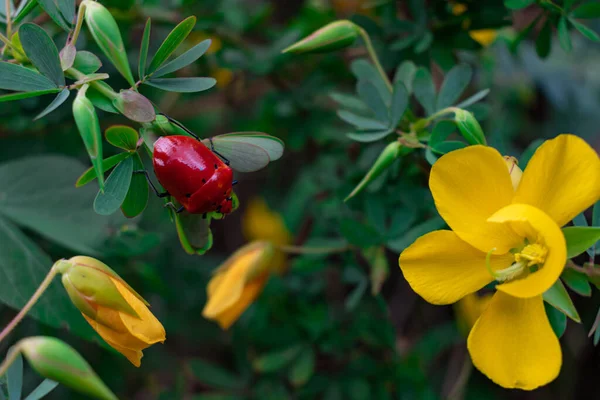 Primer Plano Escarabajo Rojo Sobre Flores Senna Amarillas Campo Con — Foto de Stock