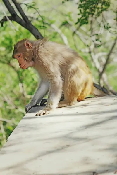 Ein Affe Sitzt Auf Einem Stück Felsen — Stockfoto