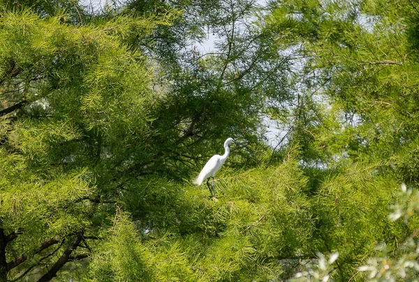 Ένα Λευκό Μεγάλο Πουλί Αγκαθωτό Σκαρφαλωμένο Ένα Δέντρο — Φωτογραφία Αρχείου